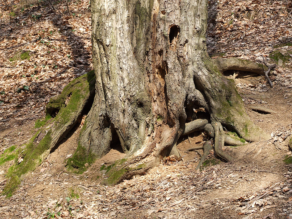 Baumstamm, Wurzel, Laubstreu - Kostenloses Hintergrundbild