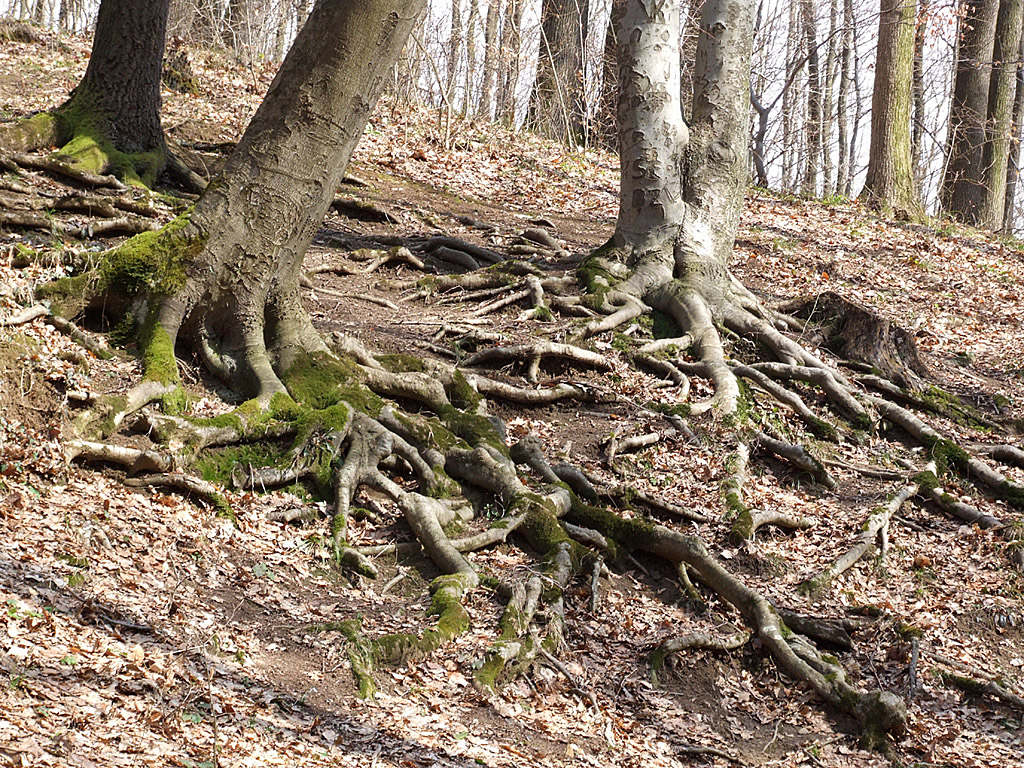 Baumstämme, Wurzel - Kostenloses Hintergrundbild