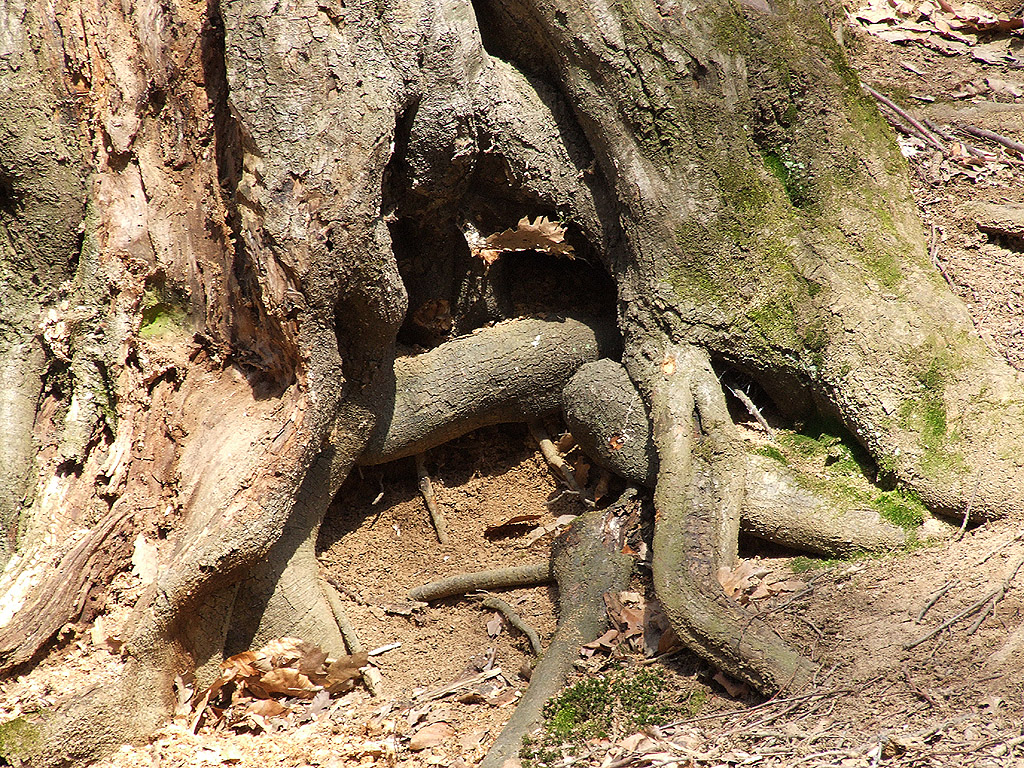 Baum - Kostenloses Hintergrundbild