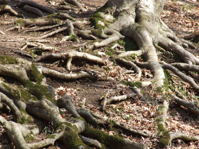 Baum, Wurzeln