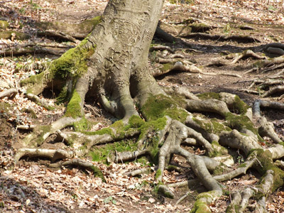 Baum, Wurzeln