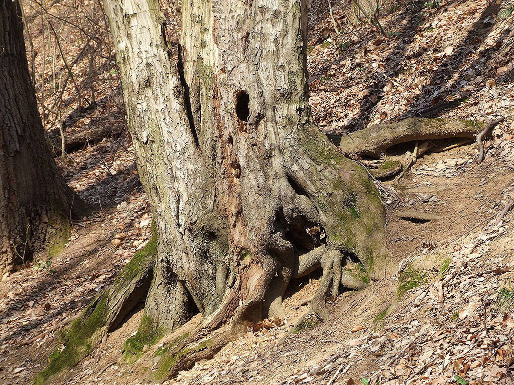 Baum - Kostenloses Hintergrundbild