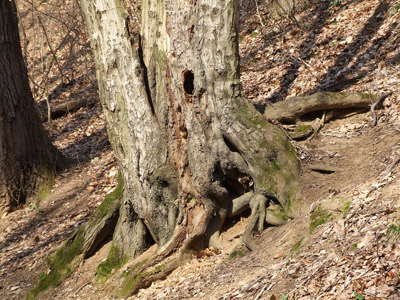 Baum, Wurzeln