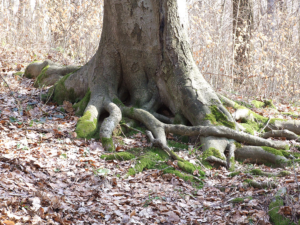 Baum - Kostenloses Hintergrundbild