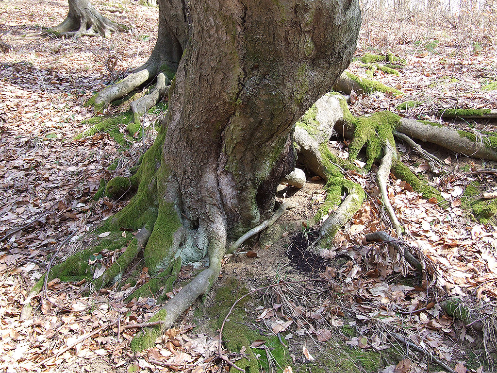 Baum - Kostenloses Hintergrundbild