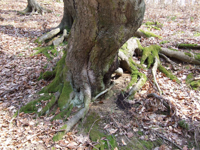 Baum, Wurzeln