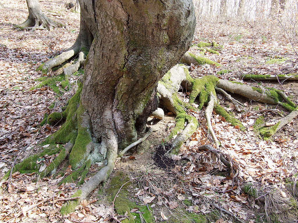 Baum - Kostenloses Hintergrundbild