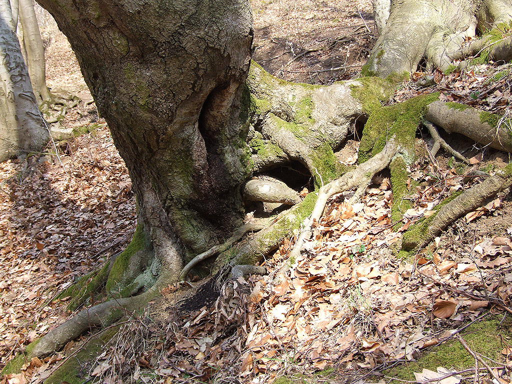 Baum - Kostenloses Hintergrundbild