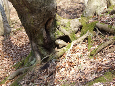 Baum, Wurzeln