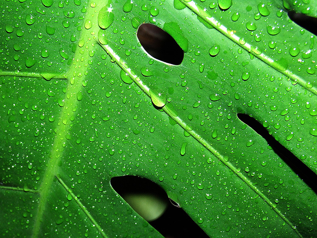 Grünes Blatt mit Wassertropfen