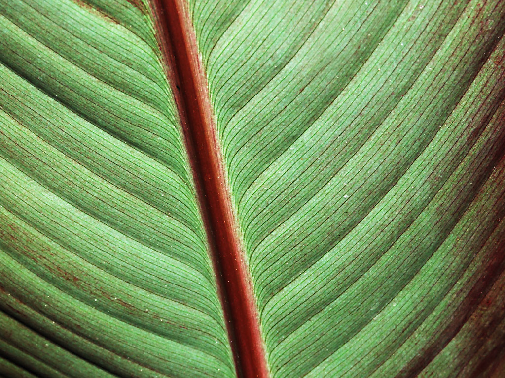 Grünes Blatt