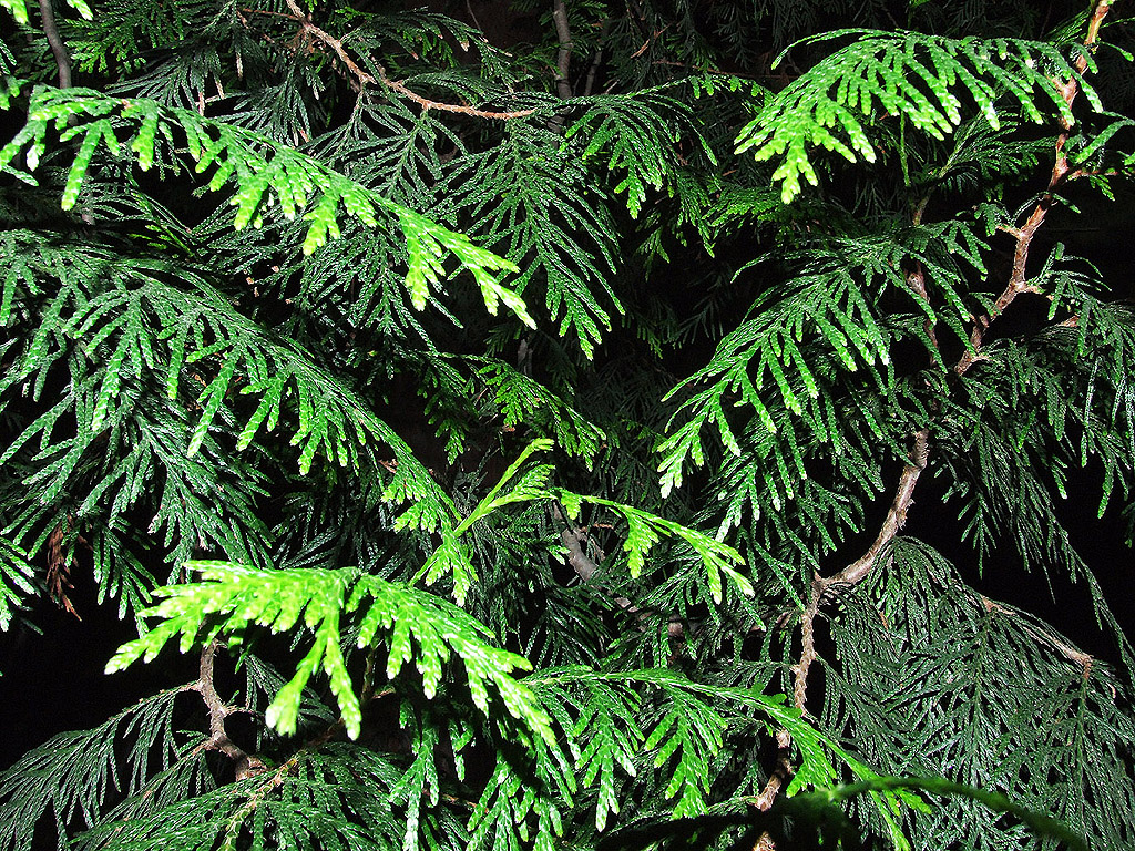 Grünes Blatt