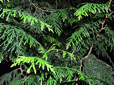 Grünes Blatt