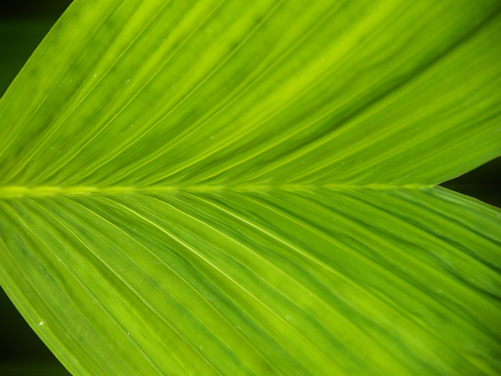 Grünes Blatt