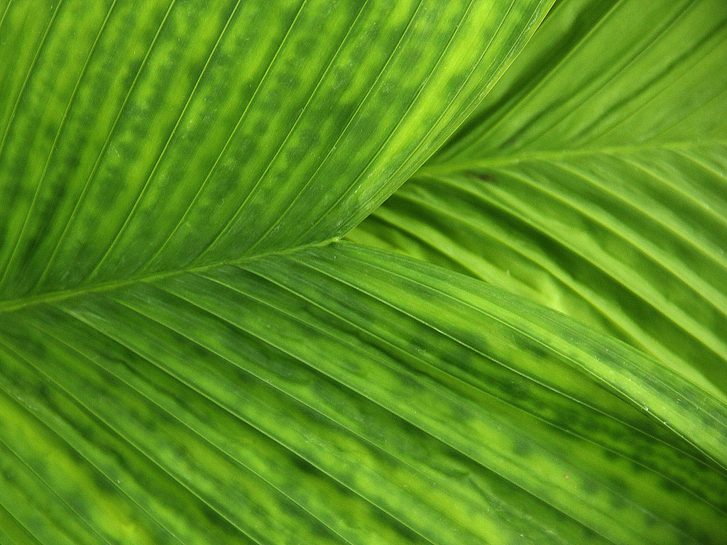 Grünes Blatt