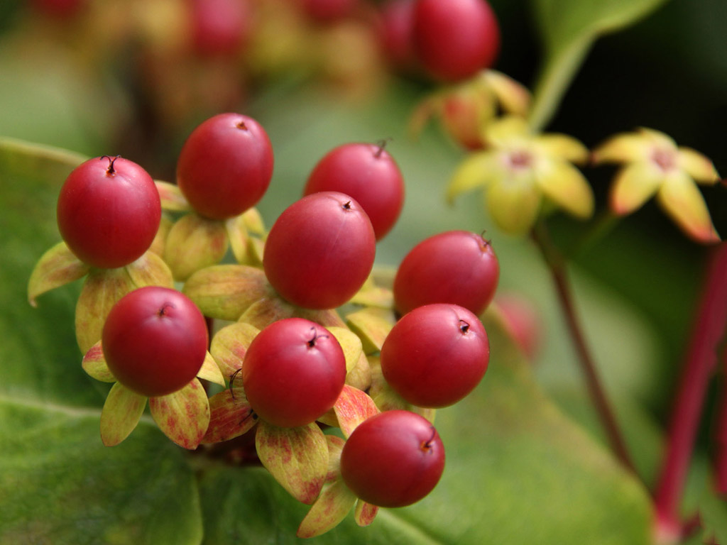 Botanischer Garten Cambridge #001