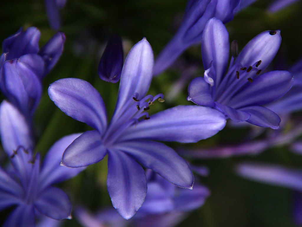 Botanischer Garten Cambridge #002