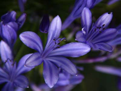 Botanischer Garten, Cambridge