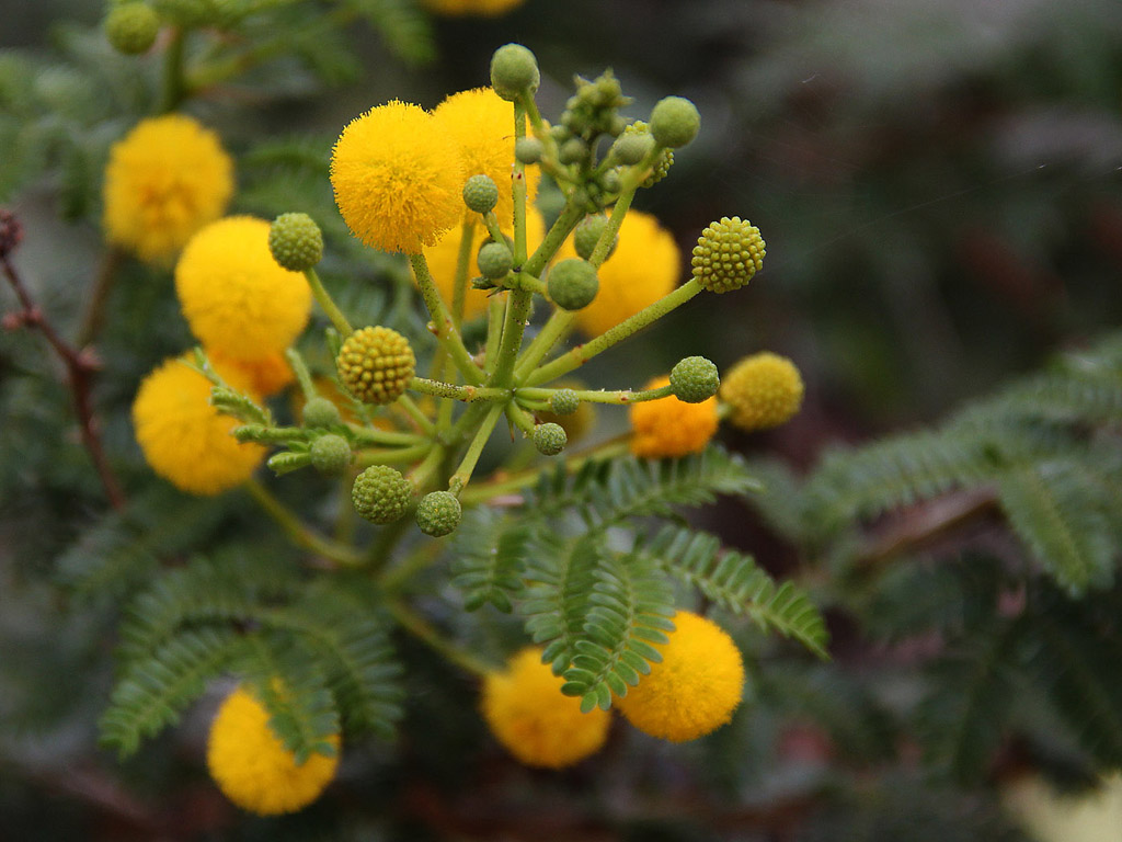 Botanischer Garten Cambridge