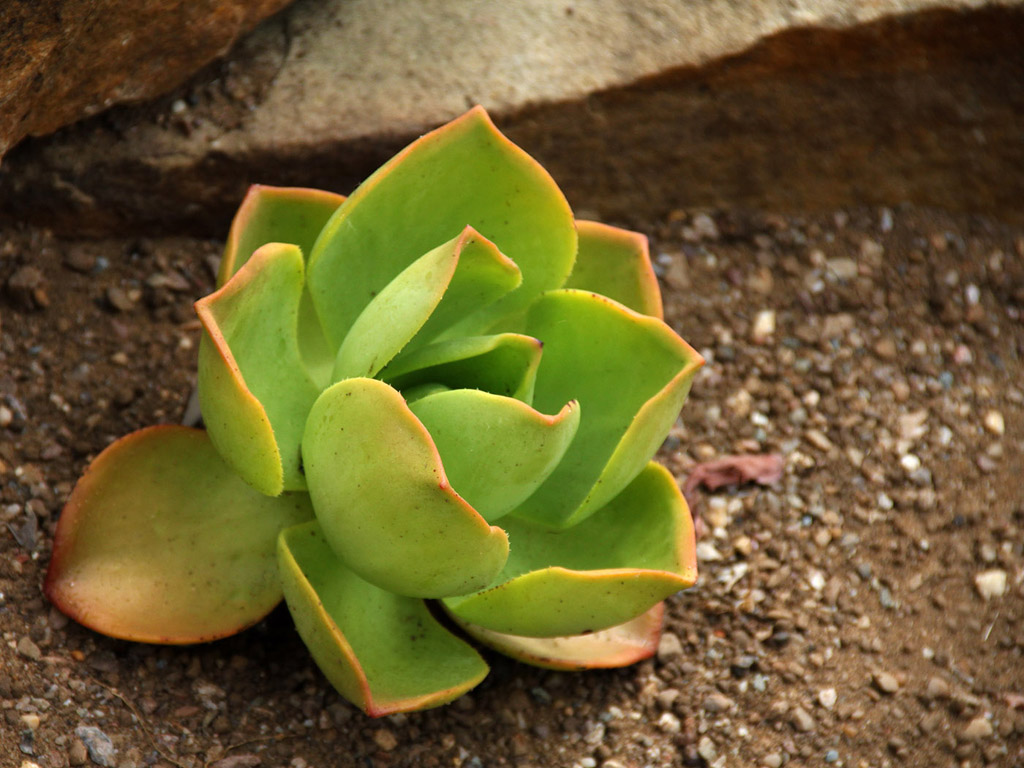 Botanischer Garten Cambridge #005