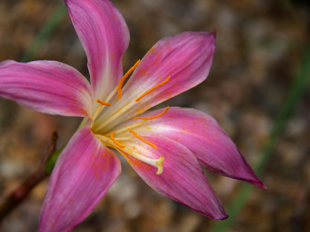 Botanischer Garten Cambridge #007