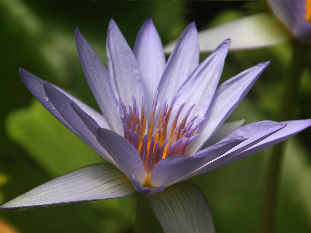 Botanischer Garten Cambridge #009