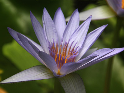 Botanischer Garten Cambridge