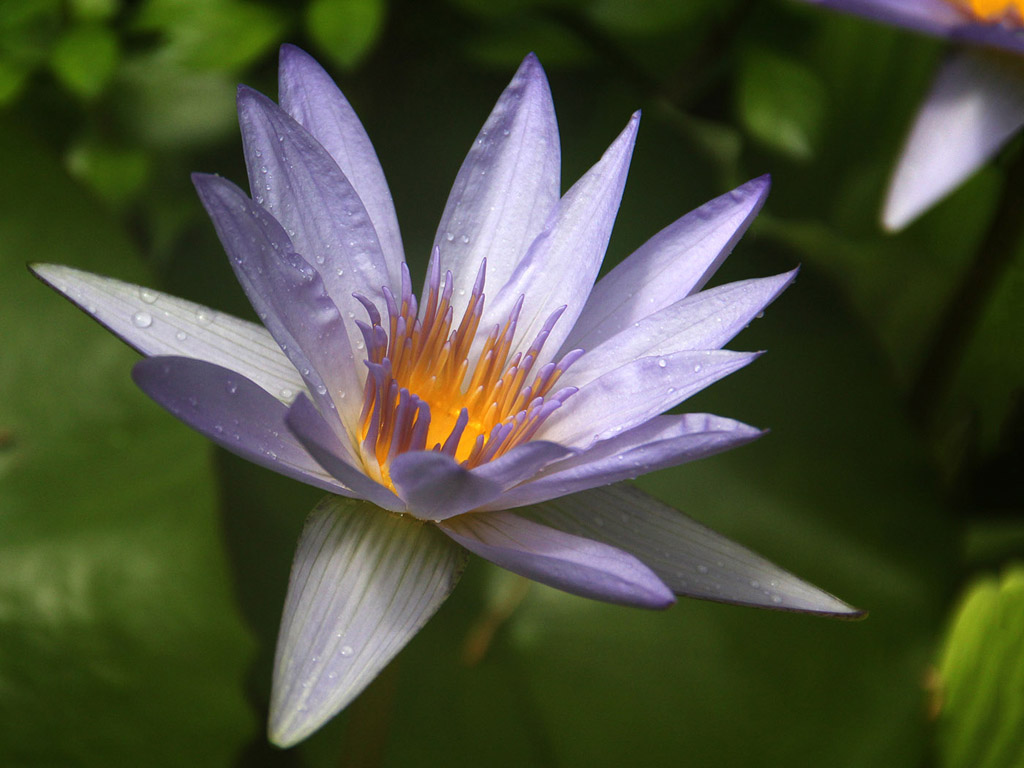 Botanischer Garten Cambridge