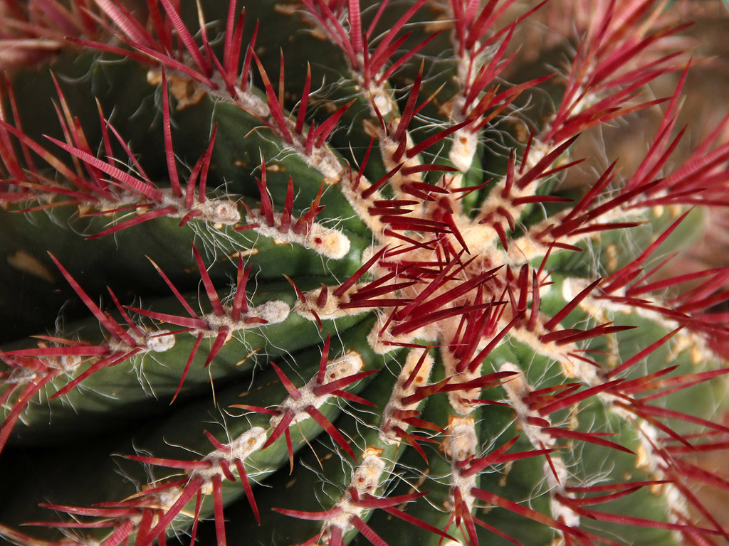 Botanischer Garten Cambridge