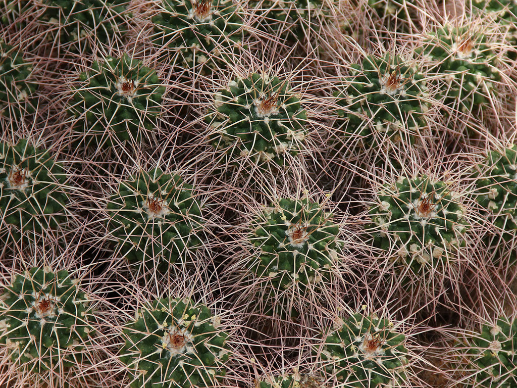 Botanischer Garten Cambridge