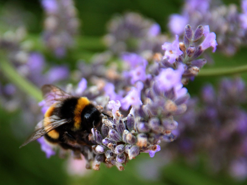 Botanischer Garten Cambridge #015