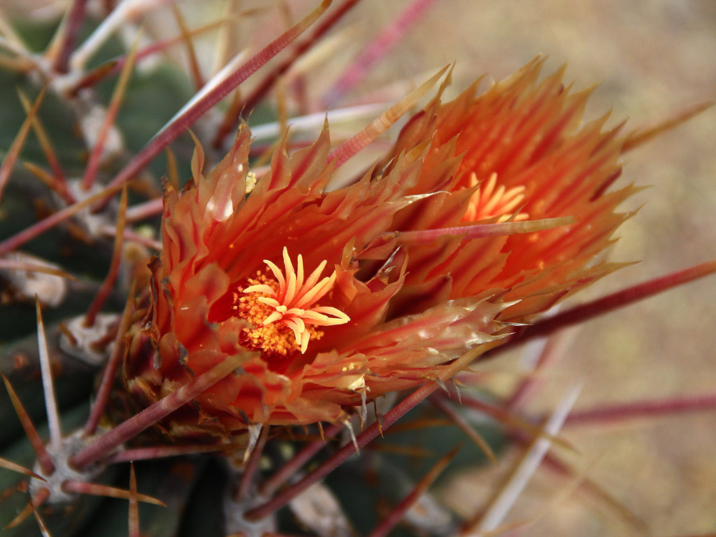 Botanischer Garten Cambridge