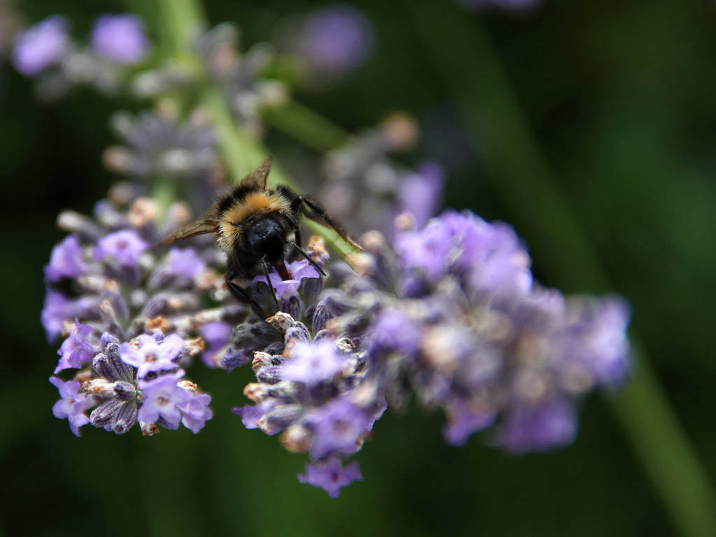 Botanischer Garten Cambridge