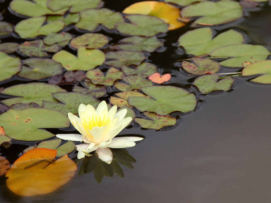 Botanischer Garten Cambridge