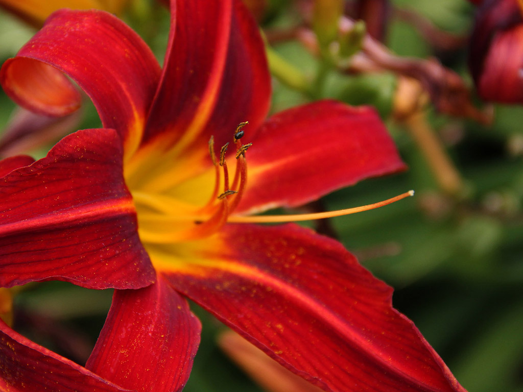 Botanischer Garten Cambridge