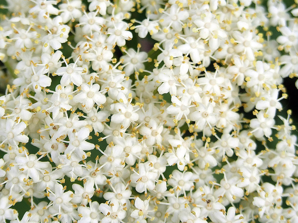 Holunderblüte - kostenloses Hintergrundbild