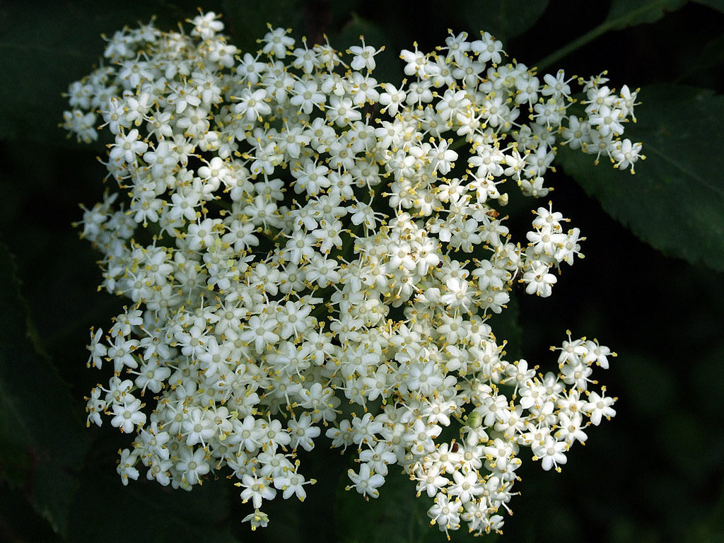 Holunderblüte - kostenloses Hintergrundbild