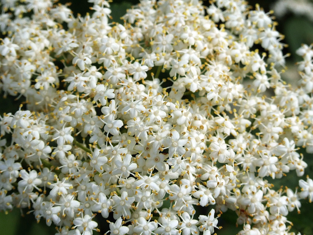 Holunderblüte - kostenloses Hintergrundbild