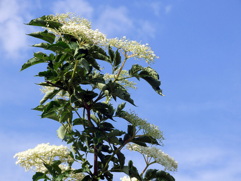 Holunderblüte - kostenloses Hintergrundbild