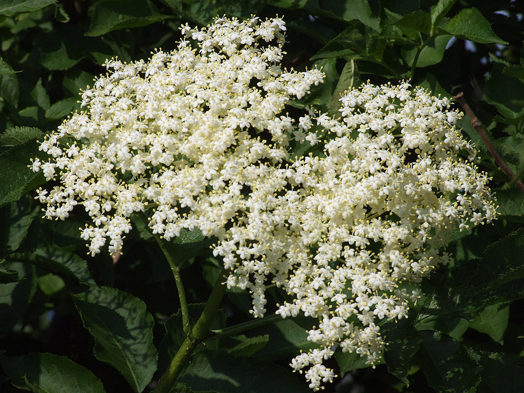 Holunderblüte - kostenloses Hintergrundbild