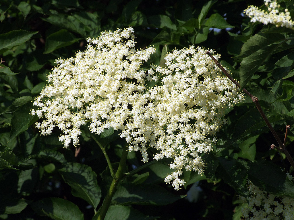 Holunderblüte - kostenloses Hintergrundbild