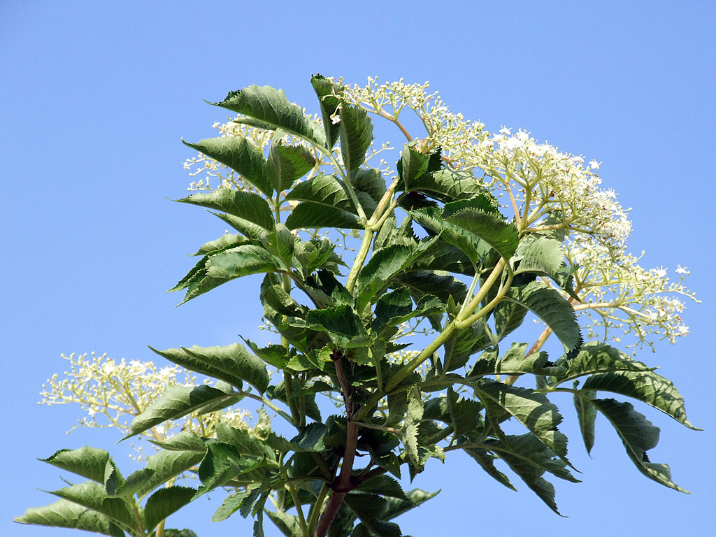 Holunderblüte - kostenloses Hintergrundbild