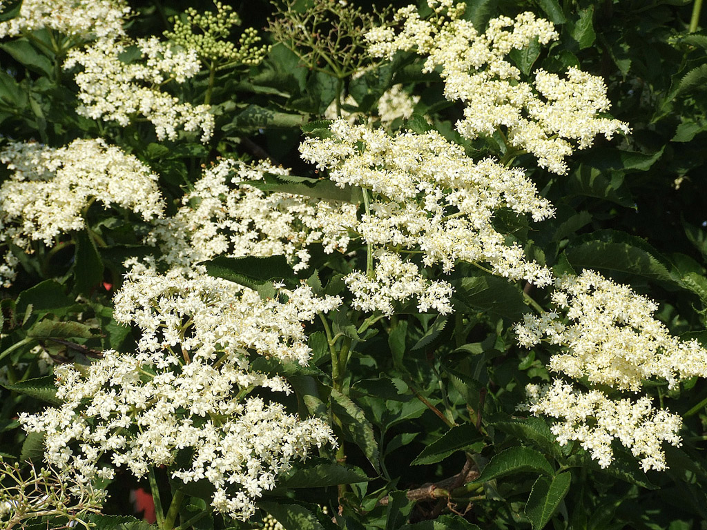 Holunderblüte - kostenloses Hintergrundbild