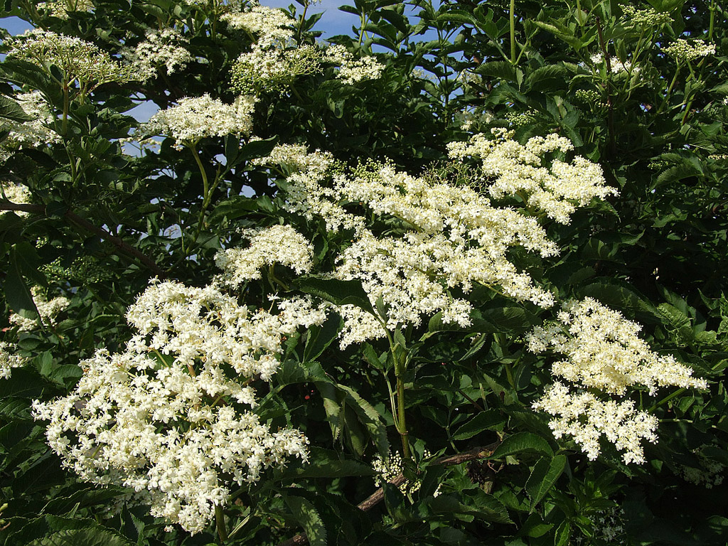 Holunderblüte - kostenloses Hintergrundbild