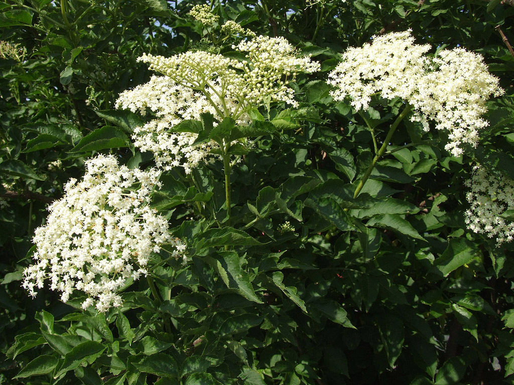 Holunderblüte - kostenloses Hintergrundbild