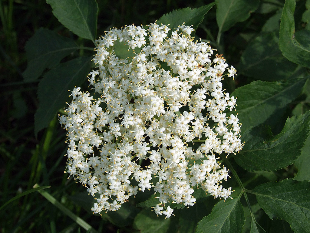 Holunderblüte - kostenloses Hintergrundbild