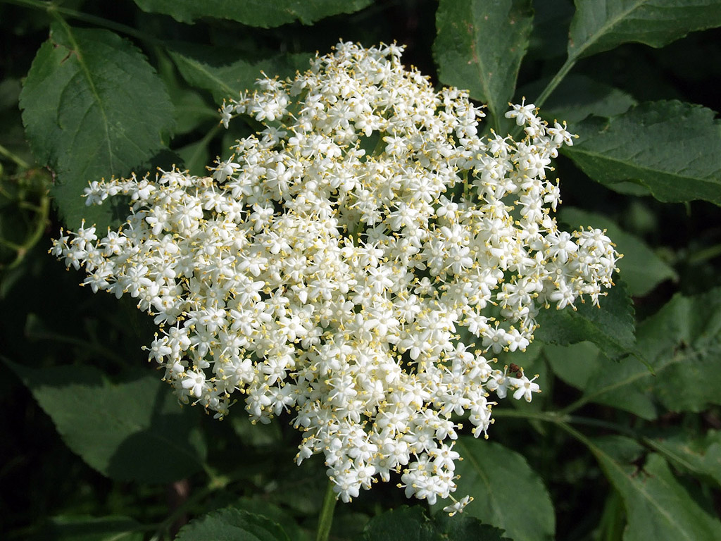 Holunderblüte - kostenloses Hintergrundbild