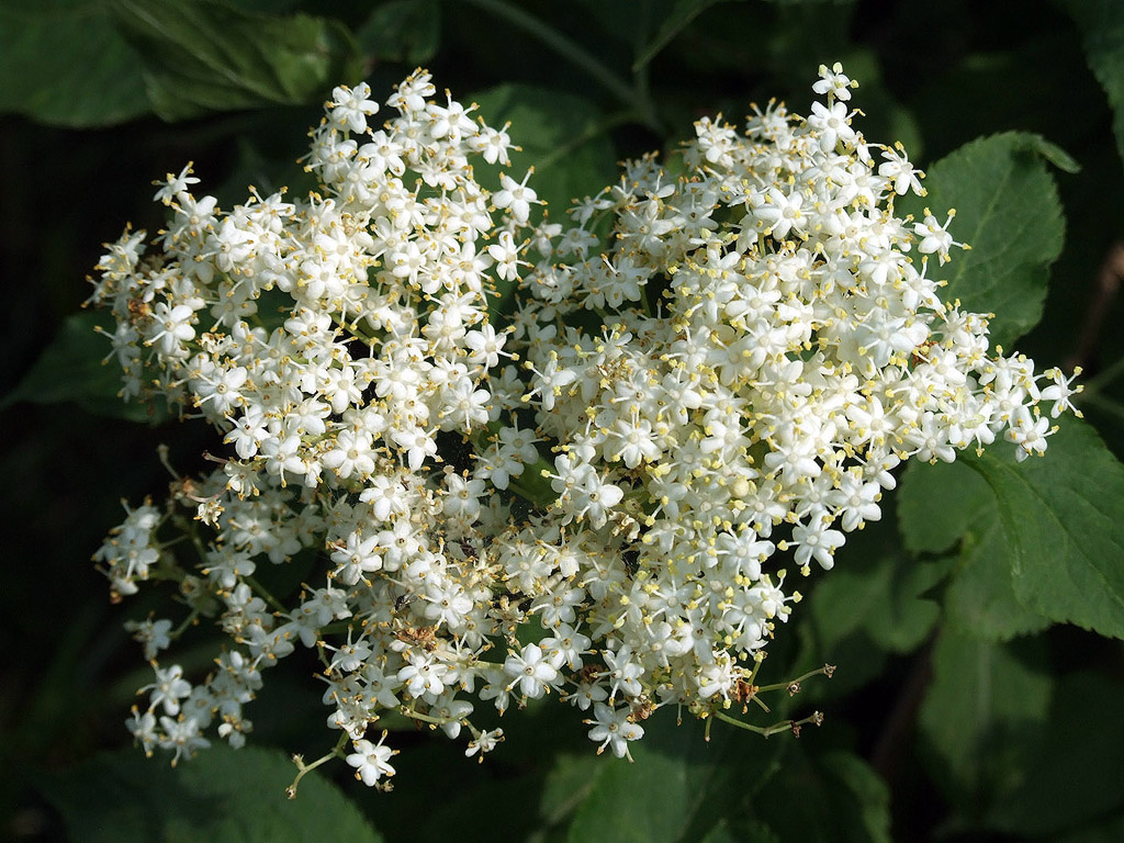 Holunderblüte - kostenloses Hintergrundbild