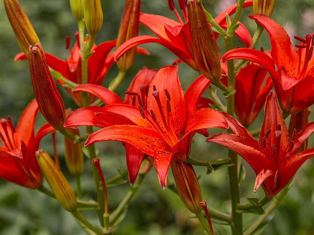 Feuerlilie - Sommerblume