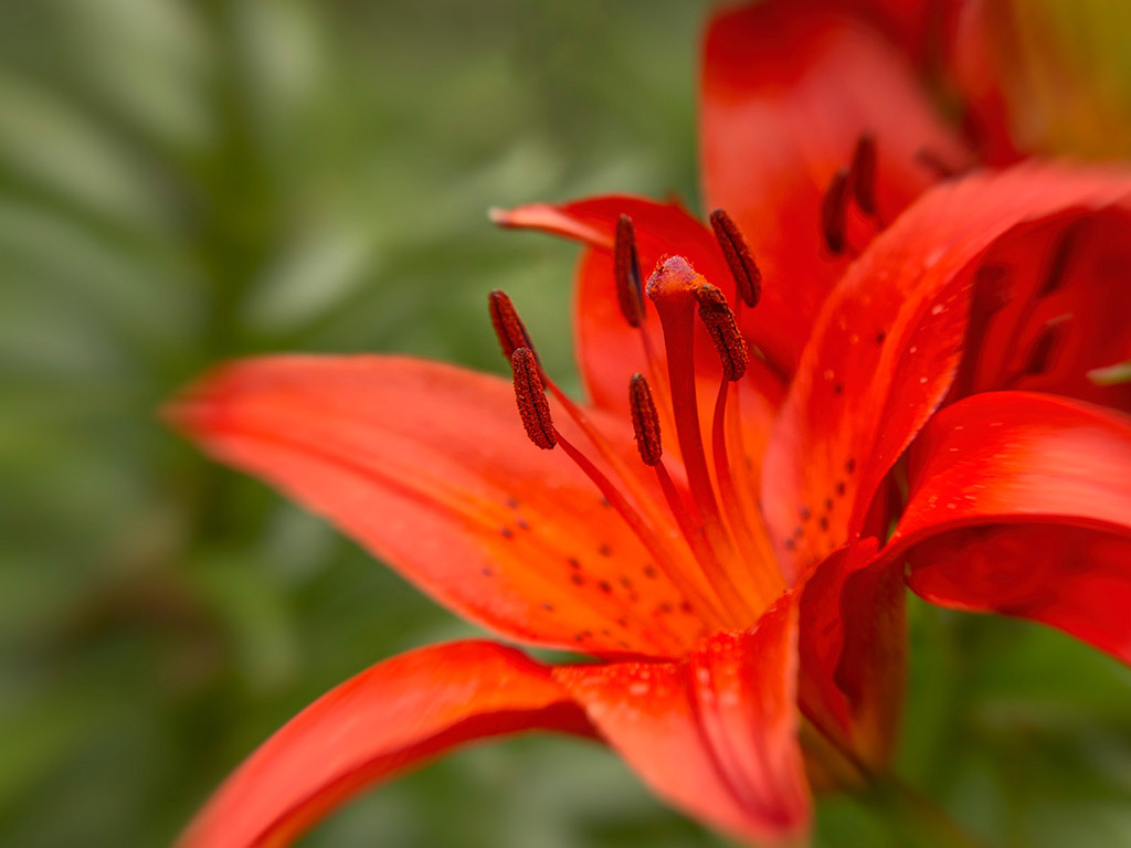 Feuerlilie - Sommerblume